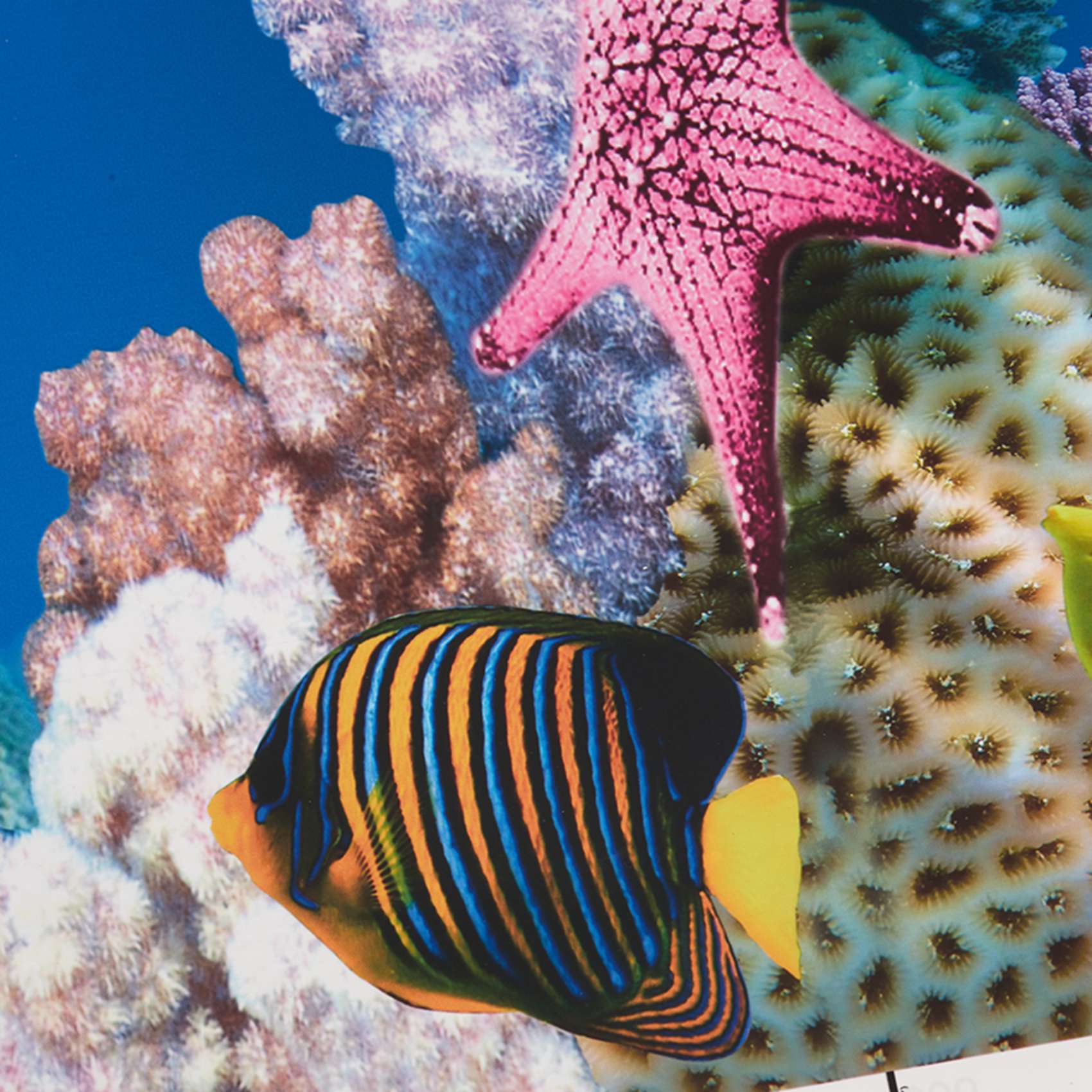 Fish In Aquarium Picture - Бумага для аквариумного фона ABWR: HD-изображение,