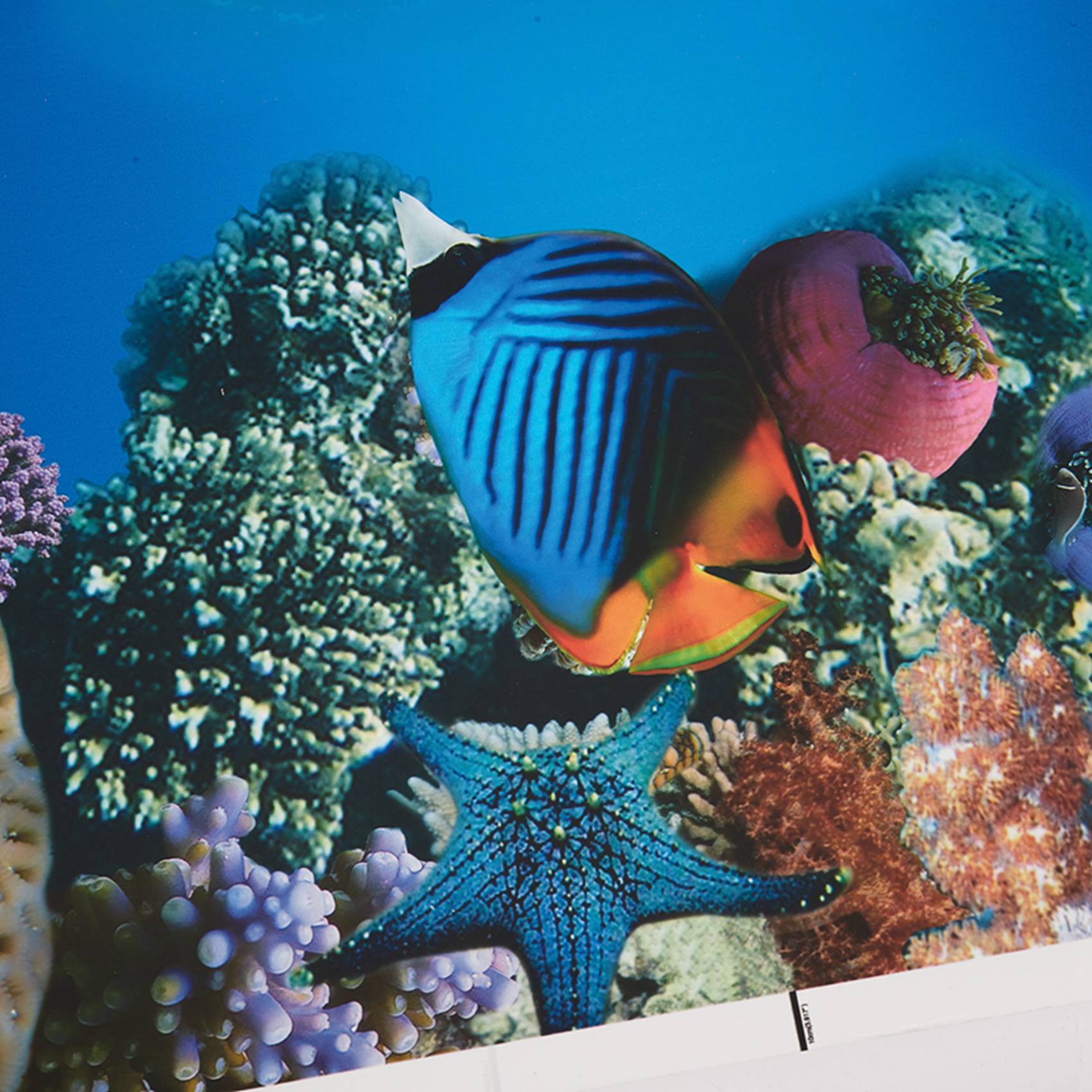 Fish In Aquarium Picture - A77I аквариум фон бумага HD картина