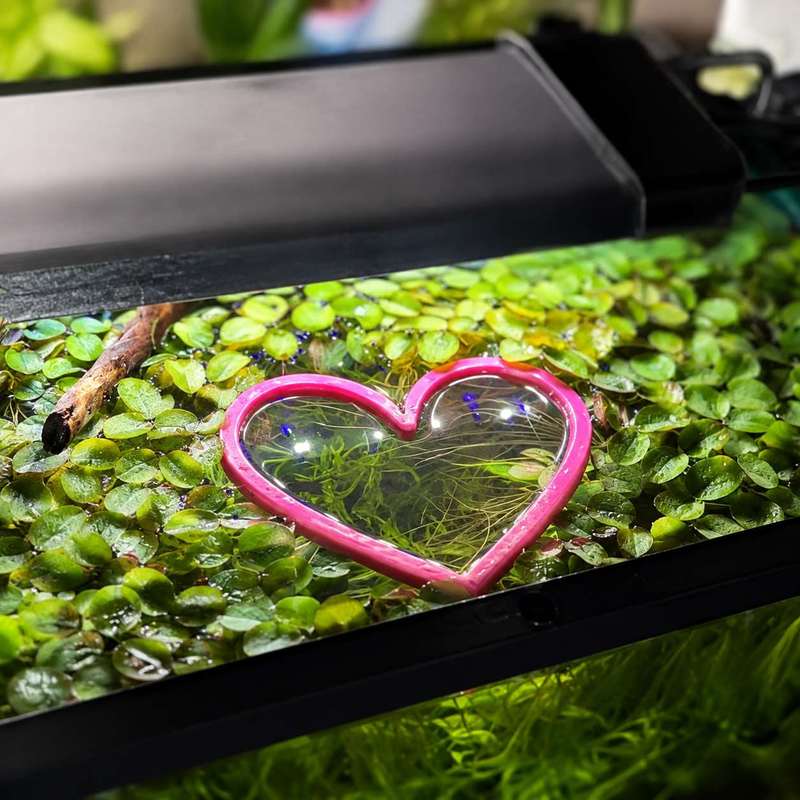 Кольцо-кормушка для рыб в форм – обзор и цена Aquarium Fish Feeder