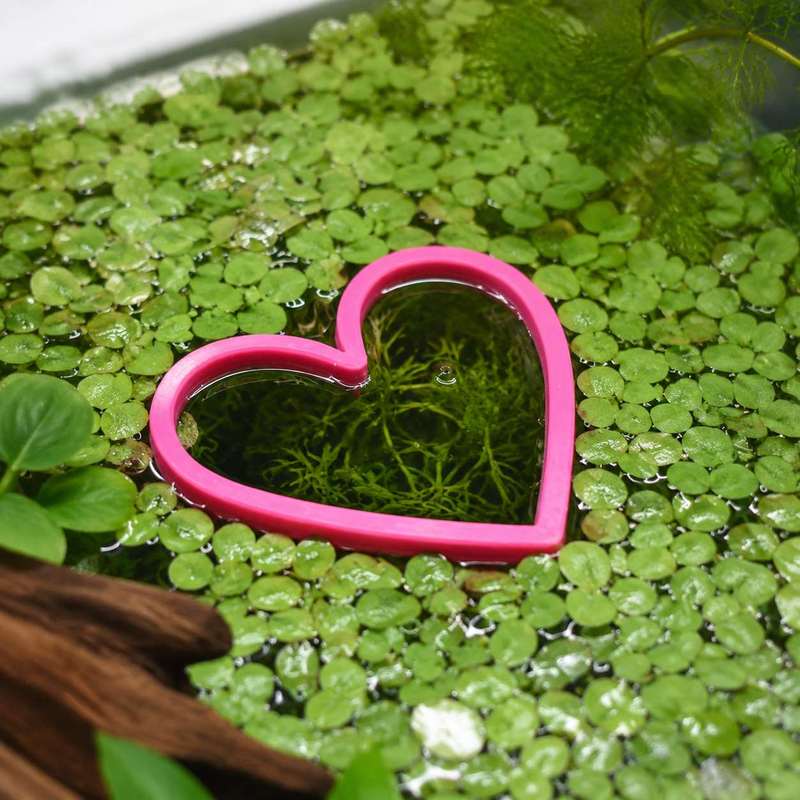 Кольцо-кормушка для рыб в форм – обзор и цена Aquarium Fish Feeder