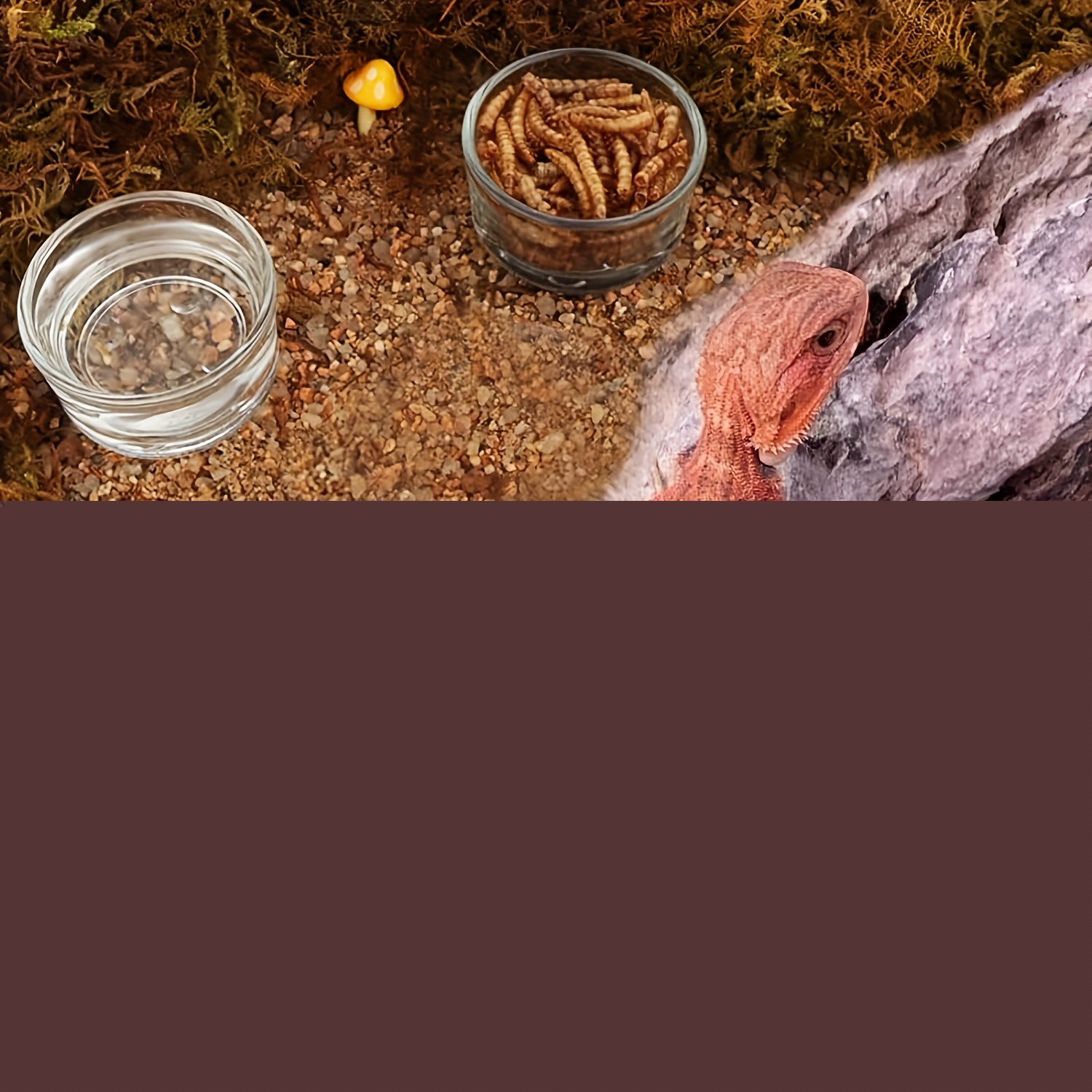 Стеклянная мини-тарелка для ко – обзор и цена Aquarium Fish Feeder