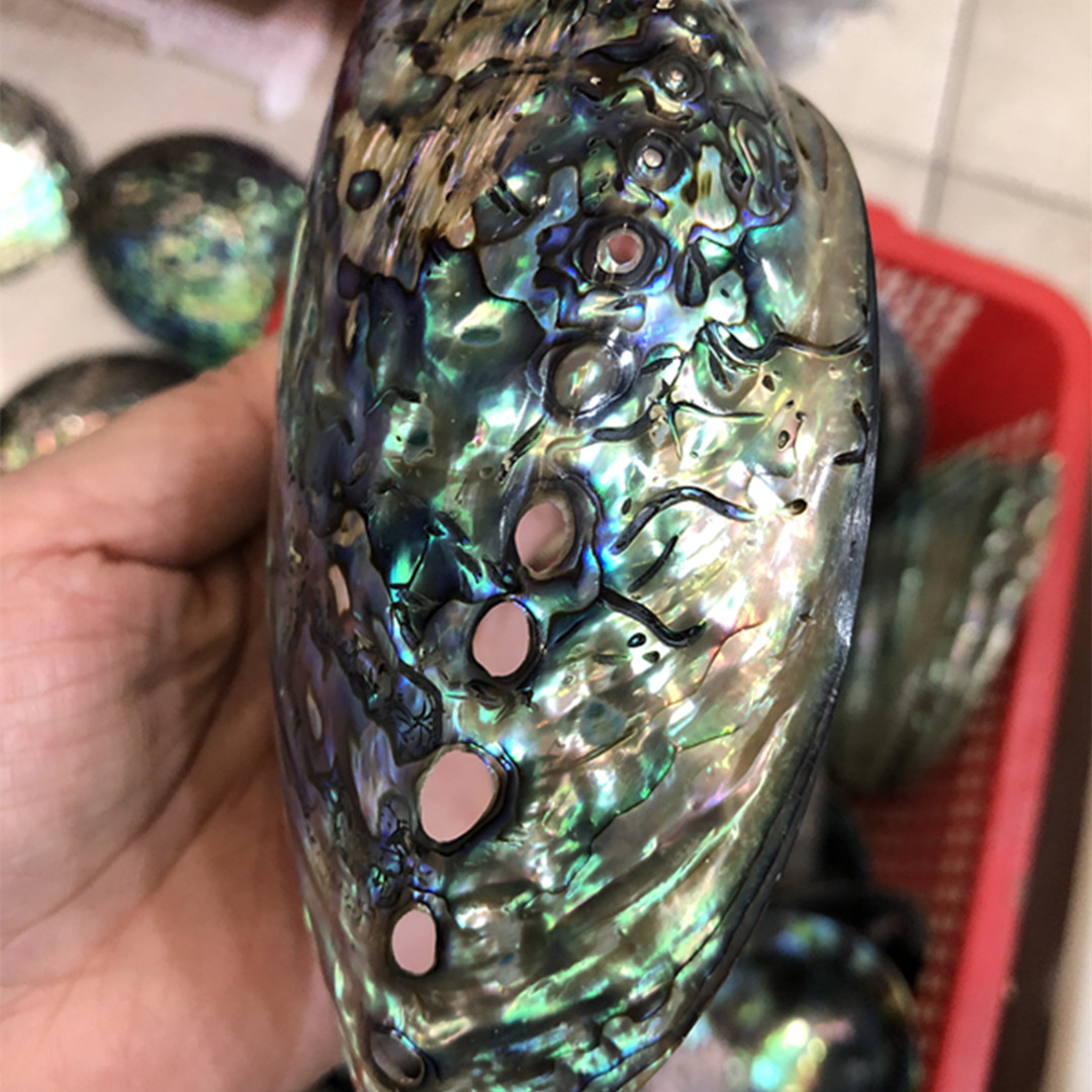 1 шт. Новая Зеландия натуральн – обзор и цена Aquarium Fish New Zealand